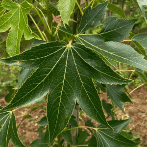 LIQUIDAMBAR styraciflua 'Paarl'