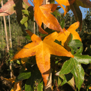 LIQUIDAMBAR styraciflua 'Slender Silhouette'