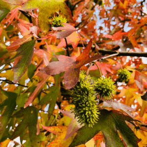 LIQUIDAMBAR styraciflua 'Worplesdon'