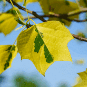 LIRIODENDRON tulipifera 'Aureomarginatum'