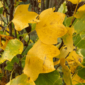 LIRIODENDRON tulipifera 'Fastigiatum'