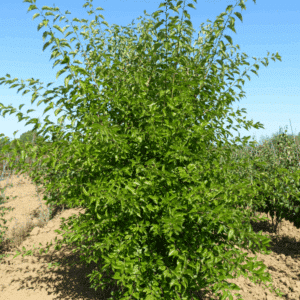 MACLURA pomifera