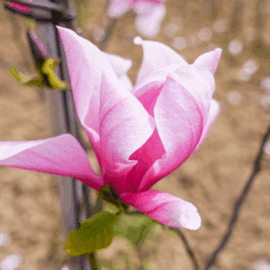 MAGNOLIA 'Galaxy'