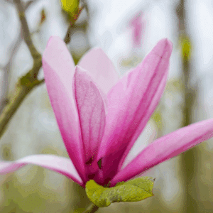 MAGNOLIA 'Heaven Scent'