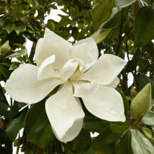 MAGNOLIA grandiflora 'Galissonnière'
