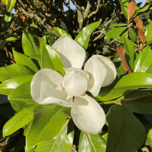 MAGNOLIA grandiflora 'Nannetensis'