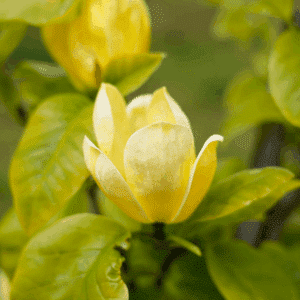 MAGNOLIA x brooklynensis 'Yellow Bird'