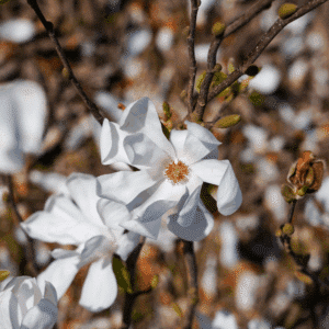 MAGNOLIA x loebneri 'Merrill'