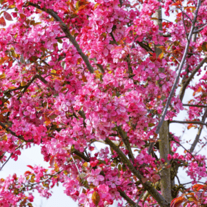 MALUS COCCINELLA® 'Courtarou COV'