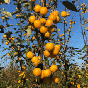 MALUS 'Golden Hornet'