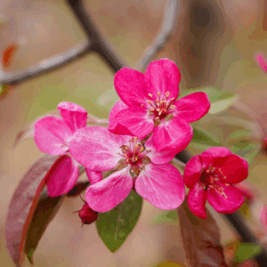 MALUS 'Nicoline'