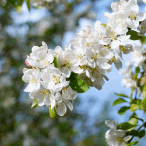 MALUS PERPETU® 'Evereste COV'