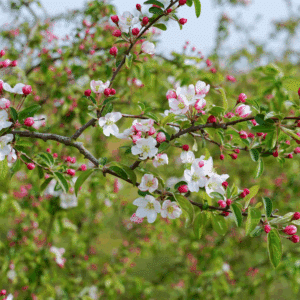 MALUS 'Professor Sprenger'