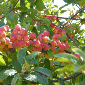 MALUS 'Red Sentinel'