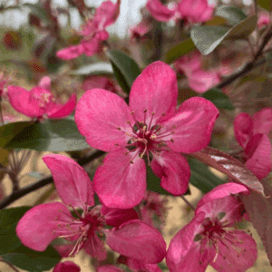 MALUS 'Red Splendor'
