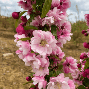 MALUS 'Van Eseltine'