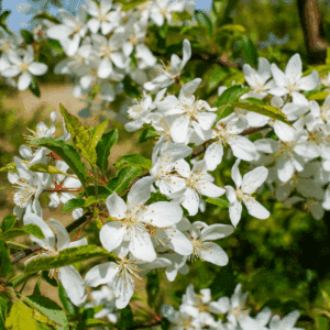 MALUS toringo