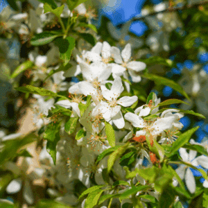 MALUS toringo 'Brouwers Beauty'