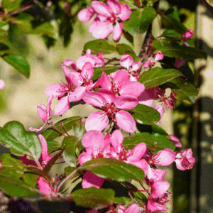 MALUS toringo 'Scarlett®'