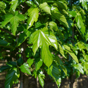 MORUS alba 'Fruitless'