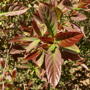 NYSSA sinensis
