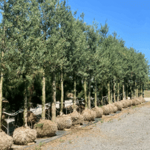 OLEA europaea 'Fastigiata'