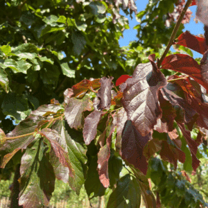 PARROTIA persica 'Bella'