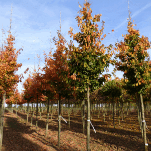 PARROTIA persica 'Vanessa'