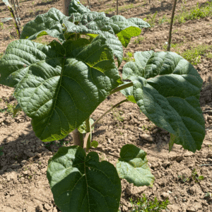PAULOWNIA fortunei 'APRIL LIGHT'