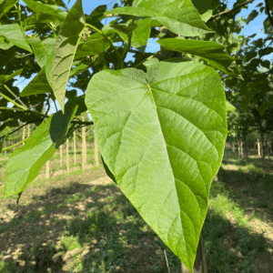 PAULOWNIA fortunei FAST BLUE® 'Minfast'