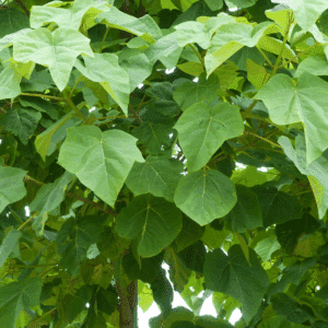 PAULOWNIA tomentosa