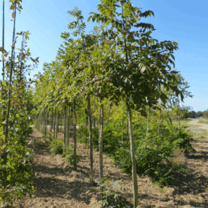 PHELLODENDRON amurense