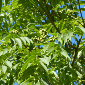 PHELLODENDRON japonicum