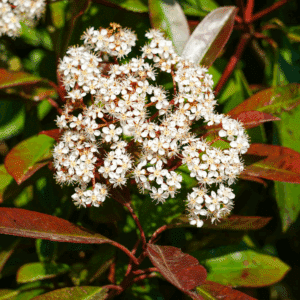 PHOTINIA x fraseri 'Red Robin'