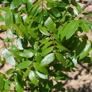 PISTACIA terebinthus