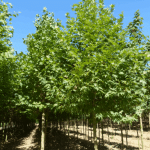 PLATANUS orientalis 'Cuneata'