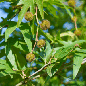 PLATANUS orientalis 'Digitata'