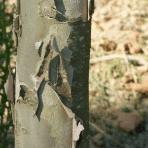 PLATANUS x hispanica 'Pyramidalis'