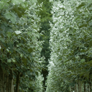 POPULUS alba 'Nivea'