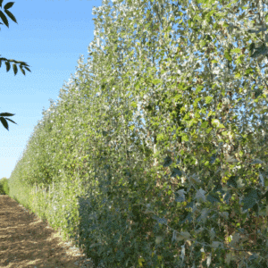 POPULUS alba 'Raket'