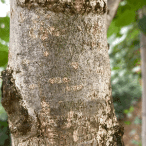 POPULUS x canadensis 'Robusta'
