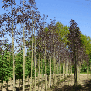 POPULUS deltoides 'Purple Tower®'