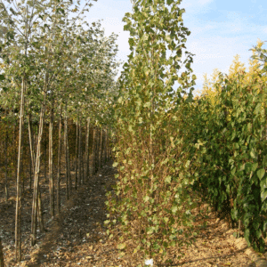 POPULUS nigra 'Italica'