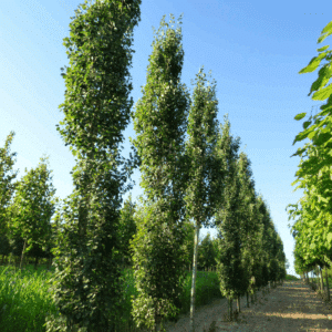 POPULUS tremula 'Erecta'