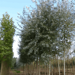 POPULUS x canadensis