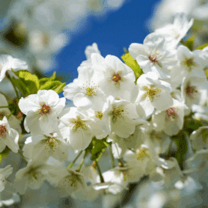 PRUNUS 'Umineko'