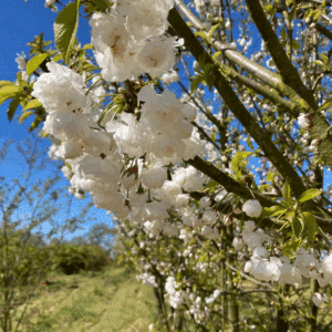 PRUNUS avium 'Plena'