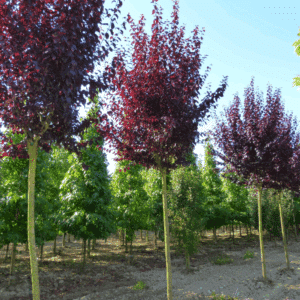 PRUNUS cerasifera 'Nigra'