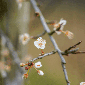 PRUNUS cerasifera