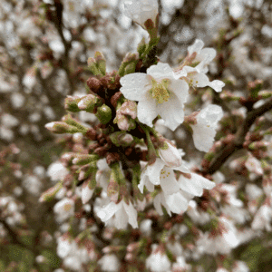 PRUNUS x incisa 'Kojo no mai'